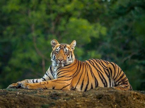 Royal Bengal Tiger | How they look like? What they Eat? & Unique Facts