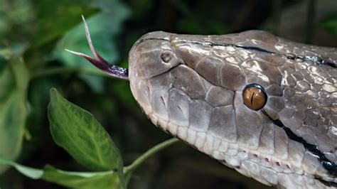 Python Snake Adjectives - Snakesofland.com