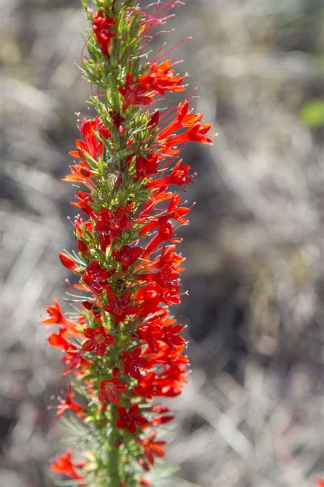 Red And Orange Texas Wildflowers | Best Flower Site