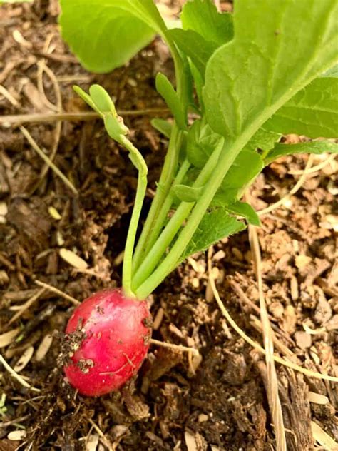 Growing Radishes: How to Grow Radishes for a Zesty Harvest