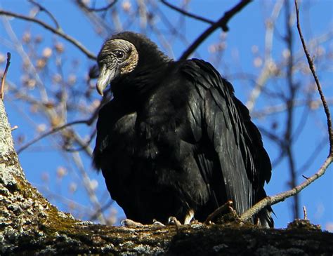 The Preserve's Spotlight Species: Black Vulture - Virginia Outdoors ...