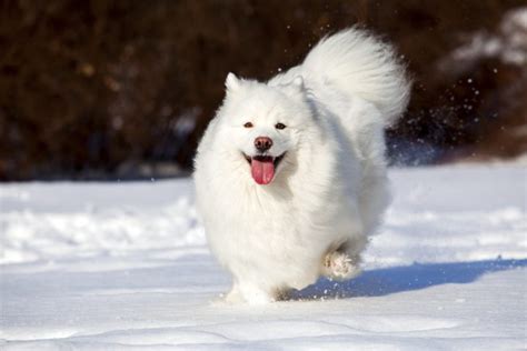 9 Large Dog Breeds That Are White And Fluffy (With Videos) - Not A ...