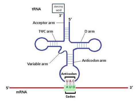 The tRNA anticodon 3-UAC-5 will pair with the mRNA codonA) 5-AUU-3B) 5-UAC-3C) 5-AUG-3D) 3-GUA-5