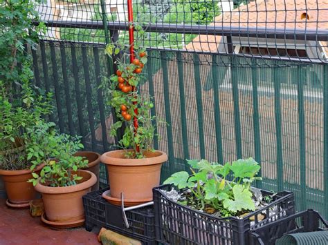 Balcony Vegetable Garden - Growing A Vegetable Garden On A Balcony