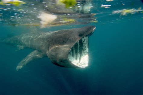 8 Fascinating Facts About the Majestic Basking Shark