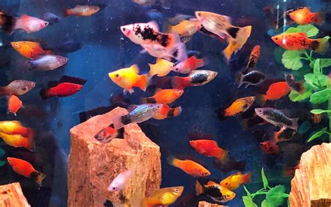 16 Different Types of Platy Fish (With Pictures) - AquariumNexus