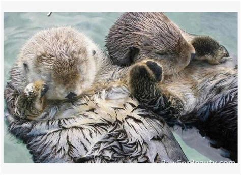 We Otter Hold Each Others Hands - Beaver Sleeping Holding Hands ...