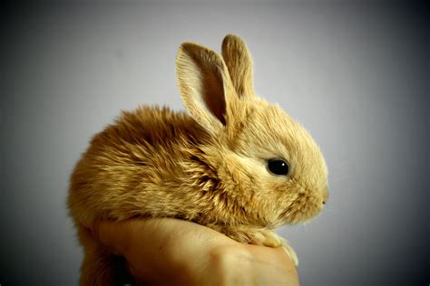 Cute Brown Bunny being held in hand image - Free stock photo - Public Domain photo - CC0 Images