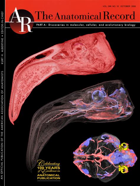 Flamingo Head Vasculature