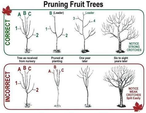 How to prune dwarf apple trees: instructions with photos – Healthy Food Near Me