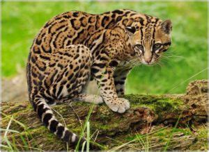 Facts about ocelots