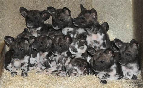 Puppies! 10 African Wild Dog Puppies Born | Live Science