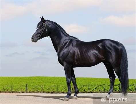 Wall Mural Trakehner black stallion - horse form - PIXERS.US