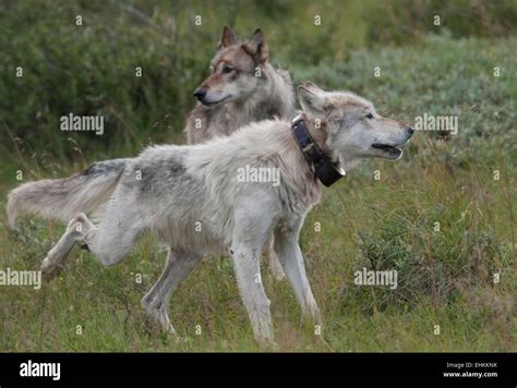 Gray wolf (Canis lupus) white alpha female, with radio collar, and partner on a hunting ...