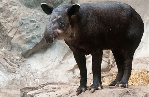 Baird’s Tapir | The Animal Facts | Appearance, Diet, Habitat, Behavior