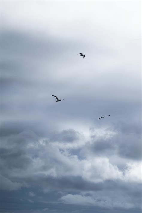 Birds Flying Under White Clouds · Free Stock Photo