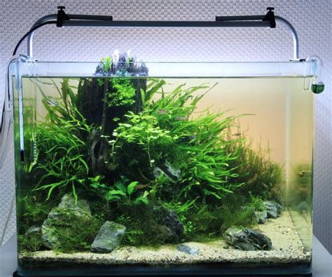 Nano fish - | Aquasabi | Aquasabi - Aquascaping Shop