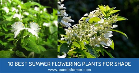 10 Best Summer Flowering Plants for Shade 2023 [Updated] - Pond Informer