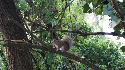 Are beech tree nuts poisonous to dogs? - About Tree