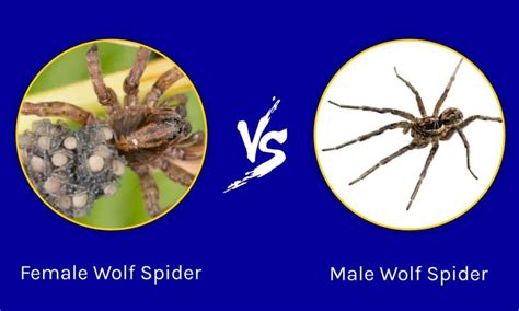 Female Wolf Spider vs Male Wolf Spider: What Are Their Differences? - A-Z Animals