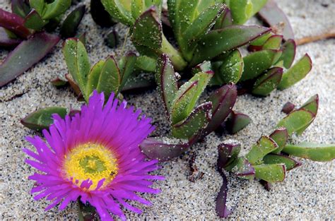 love the color | Plants, Ice plant, Cacti and succulents