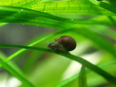 What Is The Best Snail For An Aquarium - Aquarium Views