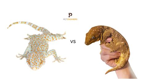 Tokay Gecko vs Leachianus Gecko: Which is Better as a Pet in 2023? | Pet Engineers