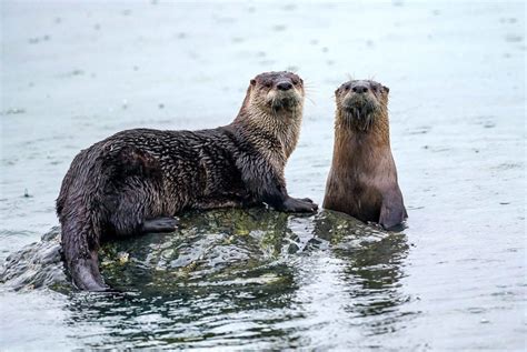 Webinar: Pacific NW River Otter: Habitat, Ecology, and Health (7/26/21) - Elakha Alliance