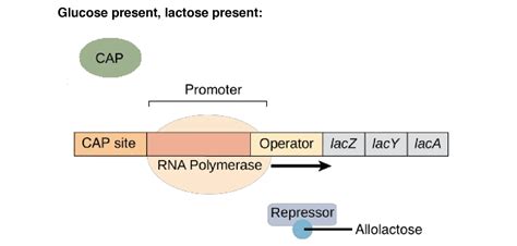 Lac Operon: Mechanism and Regulation • Microbe Online