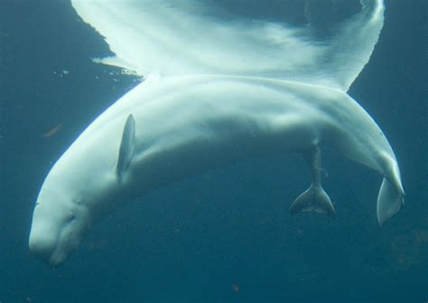 Baby beluga whale born at Vancouver Aquarium | CTV News