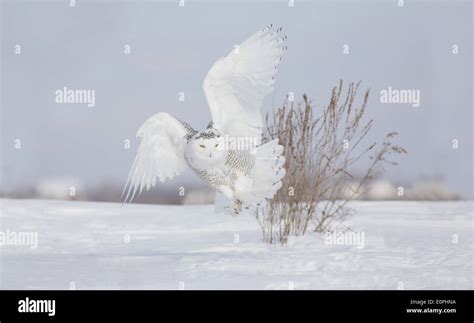 Snowy owl hunting Stock Photo - Alamy