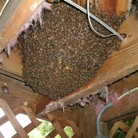 Honey Bee Removal - Southeast Bee Removal