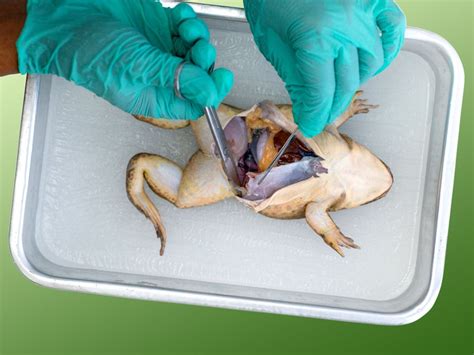 Frog Dissection Testes