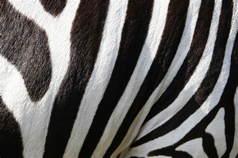 Black and White Zebra Patternt · Free Stock Photo