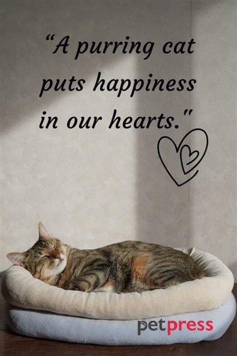 70+ Purr-fect Sleeping Cat Quotes That Will Melt Your Heart