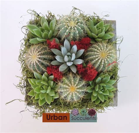 Succulent Gift Arrangement in Wooden Box