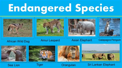 Animals Worksheets Student Extinct Endangered Animals, 53% OFF