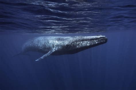 Blue whale - Whale & Dolphin Conservation USA