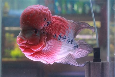 100+ Pink Fish Names - FishLab