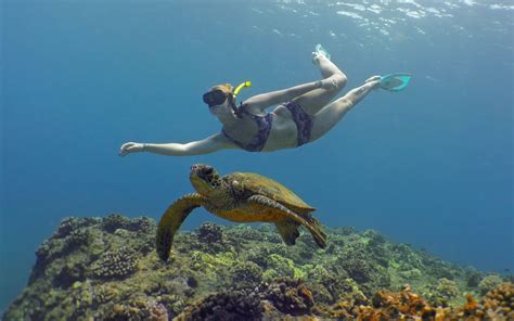 Scuba Diving Waikiki, Honolulu, Oahu, North Shore | Banzai Divers Hawaii » Snorkel Tours