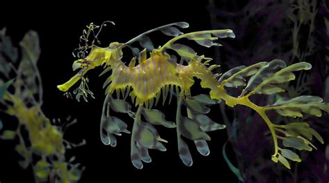 Leafy seadragon (Phycodurus eques) | about animals