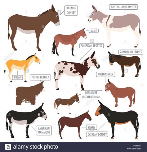 Different Breeds Of Donkeys