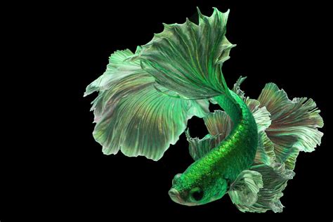 Green Betta / 66 Beautiful Types Of Betta Fish By Tail Patterns Colors / Sse baseid is taken ...