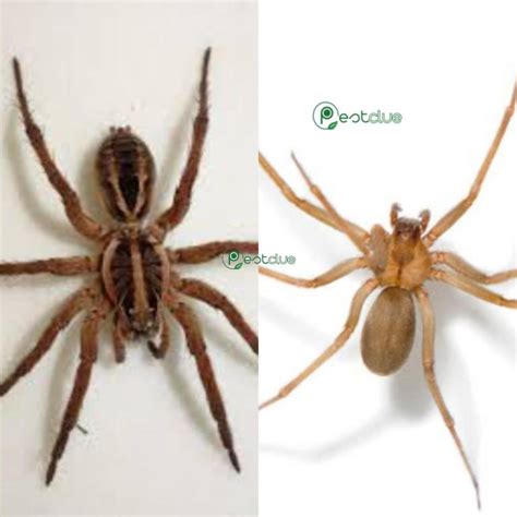 Wolf Spider vs Brown Recluse Spider: Facts and Differences | Pestclue