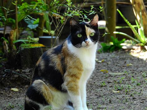 Calico vs. Tortoiseshell Cats | Happy Cat Corner