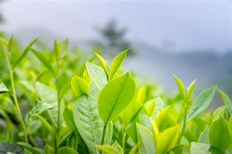 Green Tea Leaves Photos, Download The BEST Free Green Tea Leaves Stock Photos & HD Images