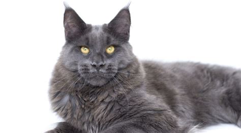 Blue Maine Coon Cat Breed Profile: Care, Traits, Genetics, Facts & More