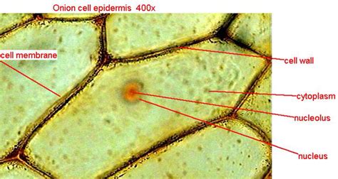 Onion Epidermal Cells Under Microscope