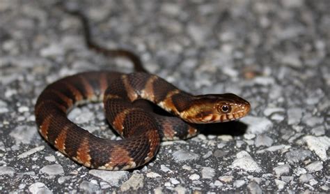 Cool Names For Orange Snakes at Jamie Alcott blog