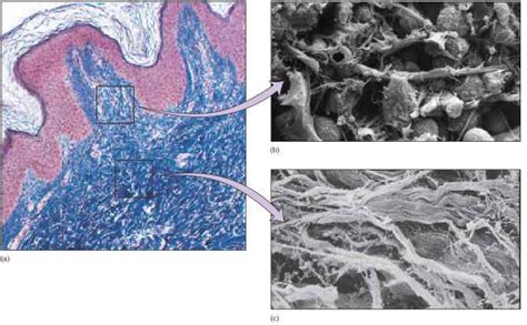 Stratum Spinosum - Physiology - AmeriCorps Health